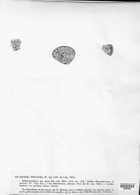 Sarcogyne pruinosa image